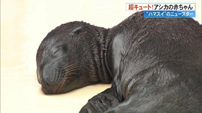 幸せそうな顔で眠るアシカの赤ちゃん