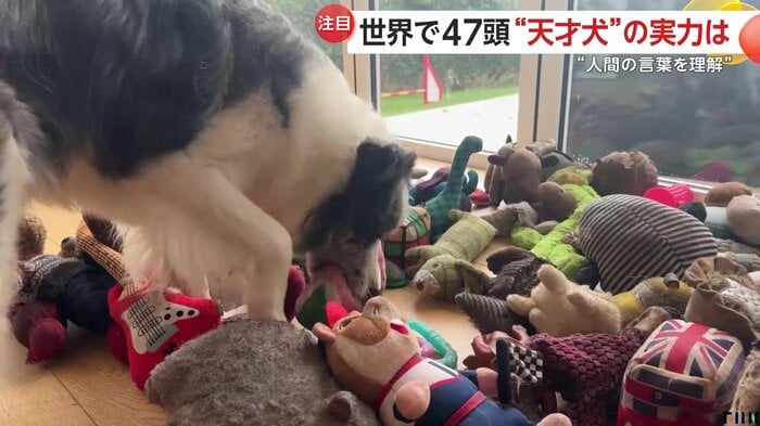 スイカのぬいぐるみを見つけ出したハービーくん