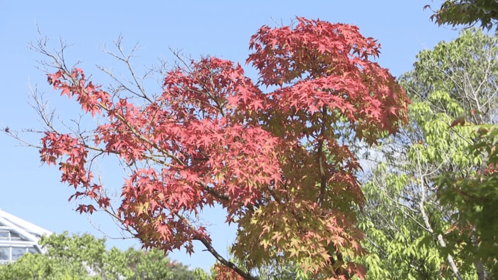 一部が紅葉！（広島市森林公園）