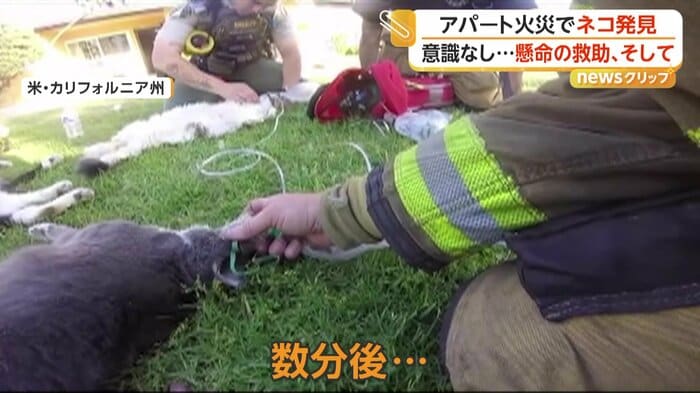 酸素をネコに吸入させる消防隊員（CAL FIRE／Riverside County Fire Department）