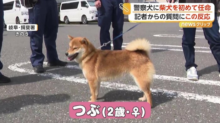 警察犬の任命式に参加する柴犬のつぶ