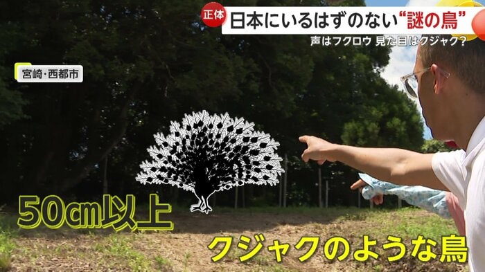 撮影者がナゾの鳥を見たという現場