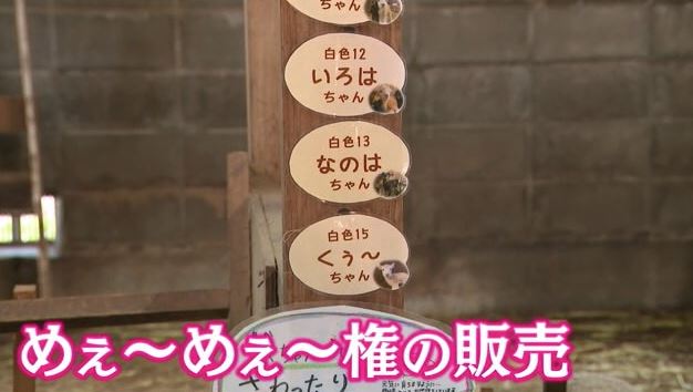 1万円でヒツジの名付け親に 10匹に49人が応募