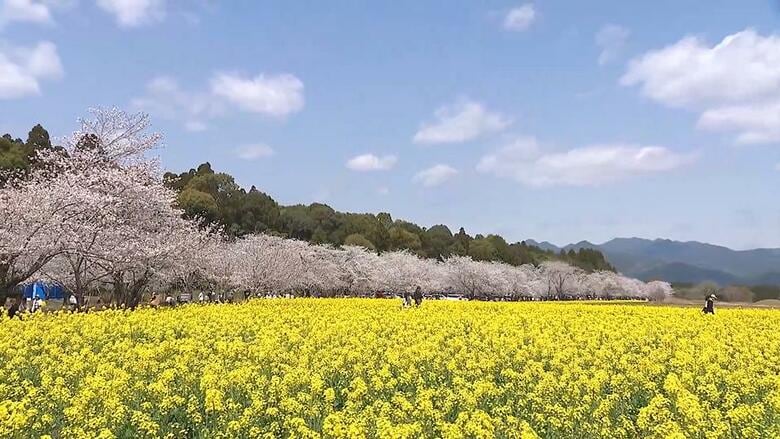 「菜の花、桜、青空の三段染め！」休眠打破で一気に咲き誇る西都原古墳群の桜と菜の花のコラボ「ここ数年で一番きれい」との声も　古木の維持管理にＡＩ活用の新サービスも登場｜FNNプライムオンライン