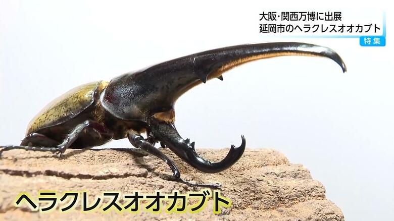 レジェンドが生み出したヘラクレスオオカブトが大阪・関西万博で2日間限定公開へ　最大179ミリ　こだわりの方法で育てた個体が世界を驚かせる！｜FNNプライムオンライン