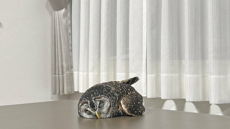 「これは起こせないですね」テーブルの上でぺったんこ！ぐっすり眠るフクロウがかわいい…いつもの寝姿なのか聞いた｜FNNプライムオンライン