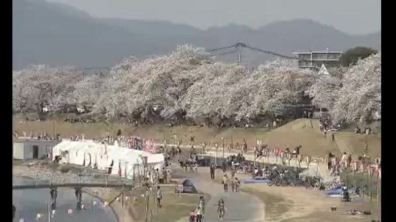 岡山さくらカーニバルは３月２８日から…県内有数のサクラ名所　岡山市の旭川河川敷一帯【岡山】｜FNNプライムオンライン