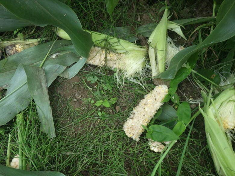 【ヒグマ速報】ヤギの次はスイートコーン狙ったか？畑の作物がクマに食い荒らされる…ヤギを食べた現場から5キロほどの畑に20×30cmの巨大フン_すぐ近くには住宅があり警戒が警戒呼びかけ〈北海道八雲町〉｜FNNプライムオンライン