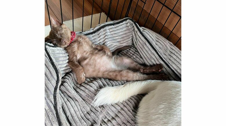 「爽快に爆睡」柴犬の寝床で“へそ天”する子猫に爆笑…保護した翌日には仲良しに？2匹の関係性を聞いた｜FNNプライムオンライン