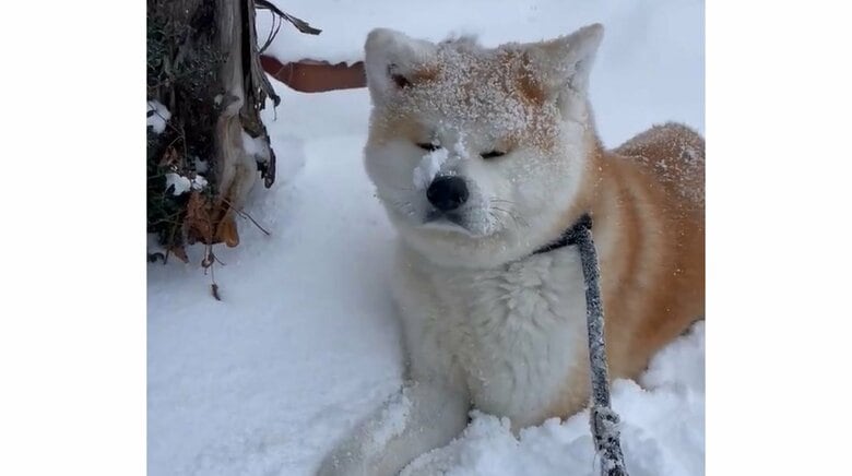 自宅前でストップ！雪が好き過ぎる秋田犬が“拒否犬”を発動…無事に帰宅できたのかその後を聞いた｜FNNプライムオンライン