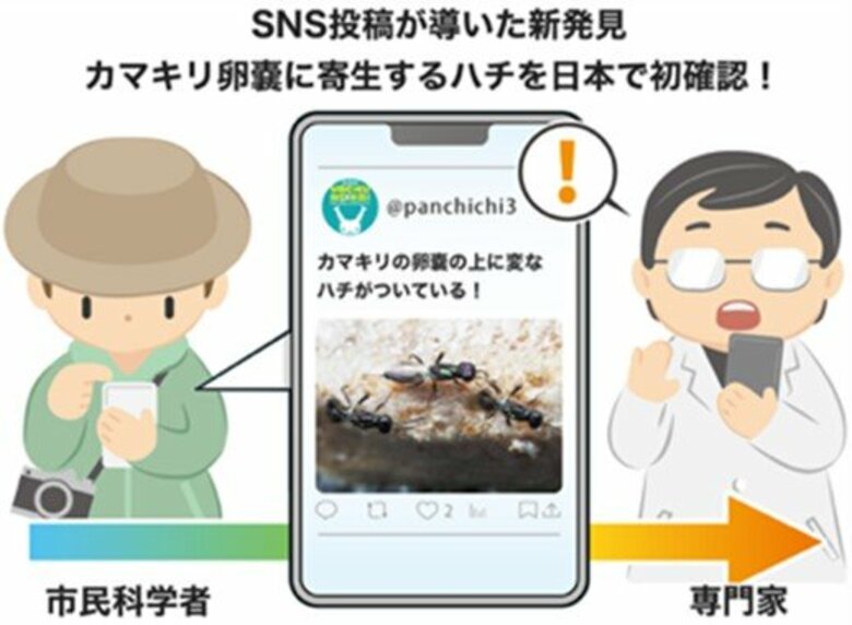 SNS投稿が導いた新発見　カマキリ卵嚢に寄生するハチを日本で初めて発見！ ～市民の観察と専門家の研究をつなぐ新しい発見の形～