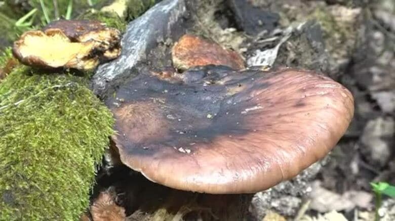 “シイタケ似”の毒キノコ「ツキヨタケ」で食中毒　鯖江の80代男性が腹痛を訴え入院　福井｜FNNプライムオンライン