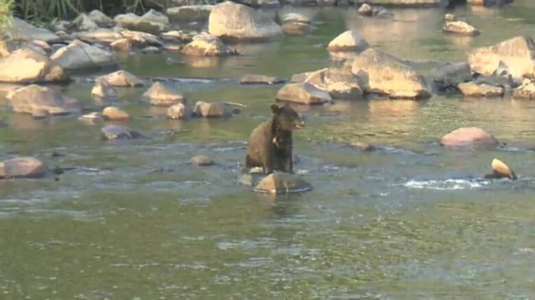 街の中心部で水遊び　福島市で相次いで目撃されたクマ　リラックスした様子は再び出没の可能性　街中で遭遇したら？専門家が教える対処法【福島発】｜FNNプライムオンライン