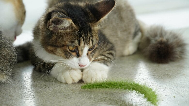 肉食の猫がなぜ猫草を食べるのか?「猫じゃらし」を食べた瞬間、猫の動きが止まった。その日を境に起こったある変化|FNNプライムオンライン