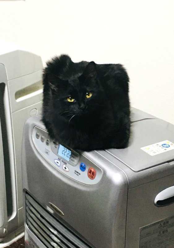 かわいいけど謎が深い