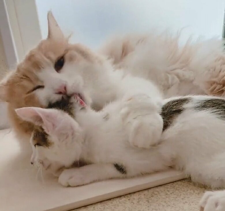 ”姉猫”として全力で構っている