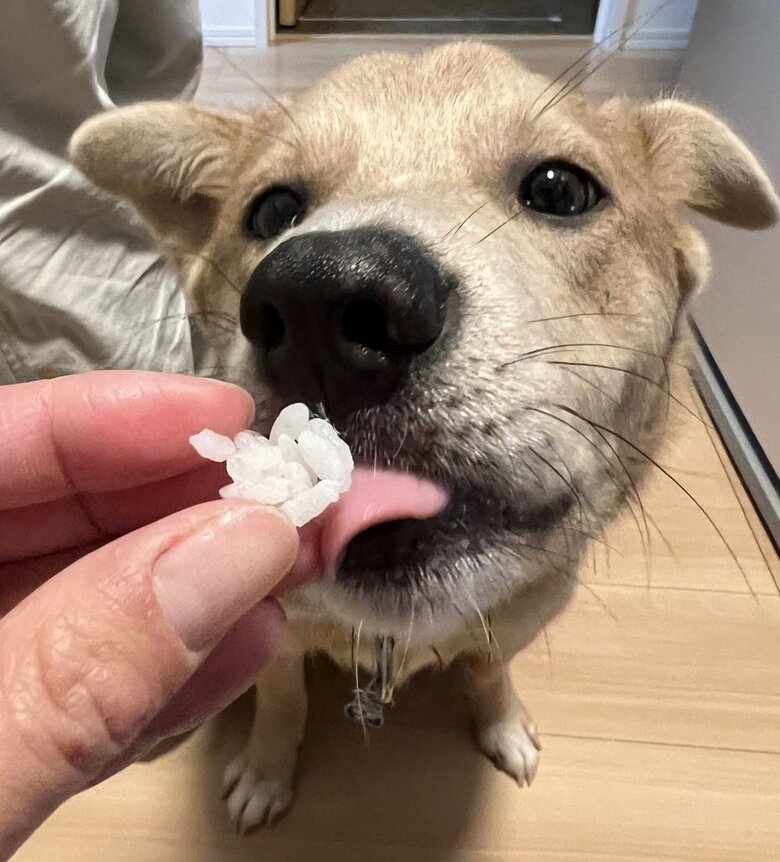 白ごはんをもらうあさぎちゃん