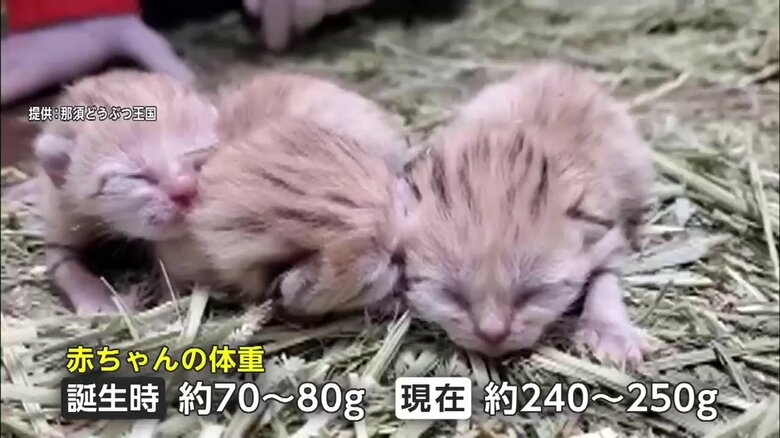 体重も増えてきている※写真の現在は23日時点（画像提供：那須どうぶつ王国）