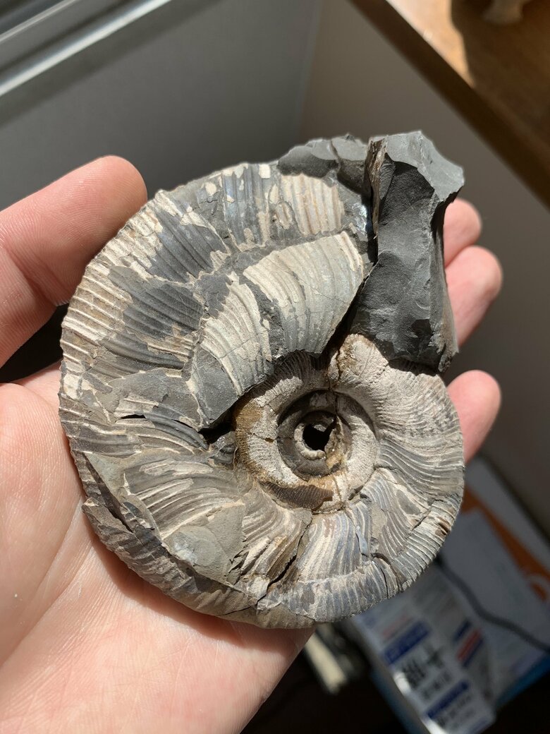 過去に発見したアンモナイトの化石