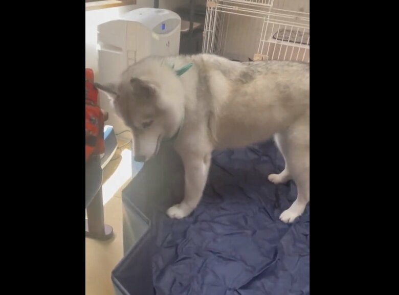 お部屋の中でプールを確かめるユキちゃん