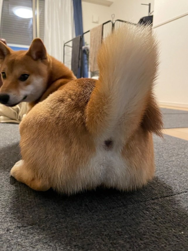 おしりがキュート