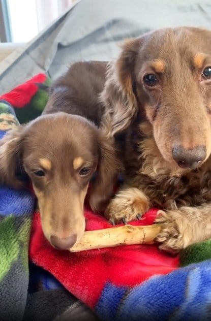 リアくんのおもちゃをこっそり盗むルクちゃん