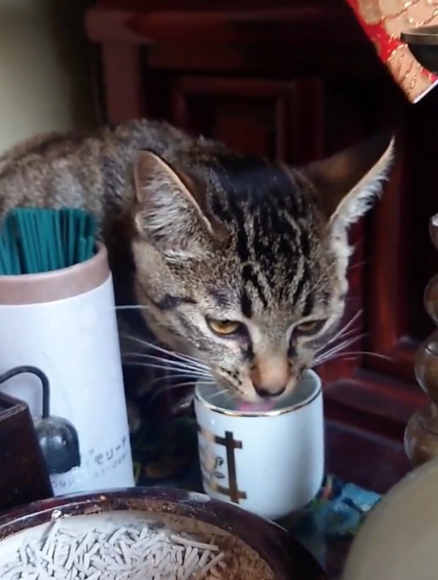 提供：アメチカンのもなさん