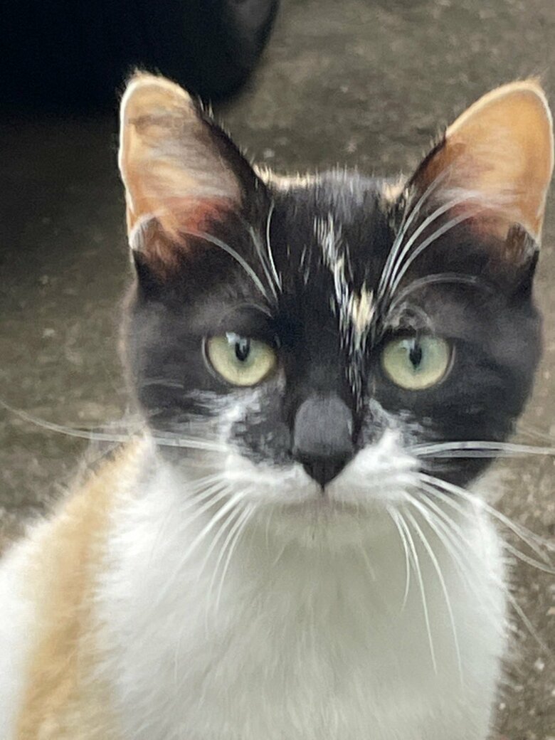 保護される前の雷十太ちゃん