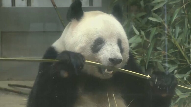 最終観覧日のシャンシャン（19日）