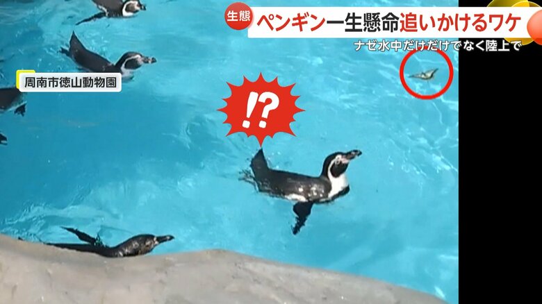 頭上のチョウを水から陸に上がり追いかけるペンギンの様子（1）