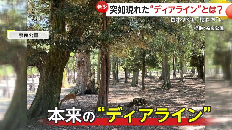 遠くがよく見えるディアライン（提供：奈良公園）