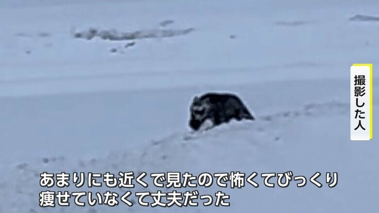 田んぼの上を歩くクマ（秋田・美郷町）