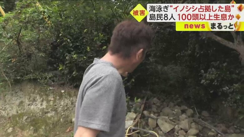 イノシシにより石垣が崩されてしまったという