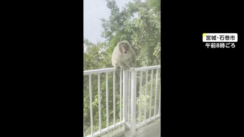 サルが飛びかかってくる様子（その2）