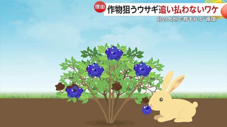 下の方のブルーベリーをウサギが食べることで無駄にならず、処分する手間も省けるという（イメージCG）