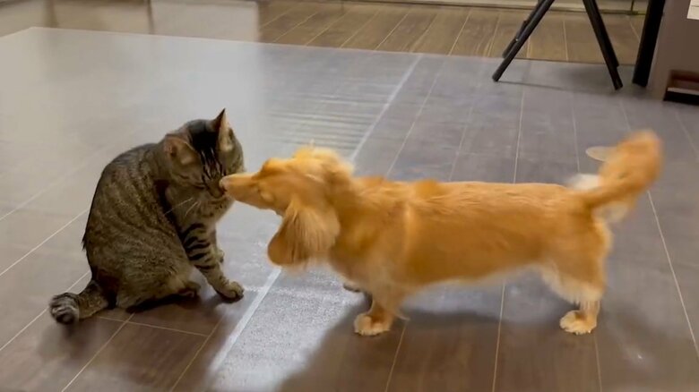 尻尾を振りながら、ねこくんに触れたがるボンくん