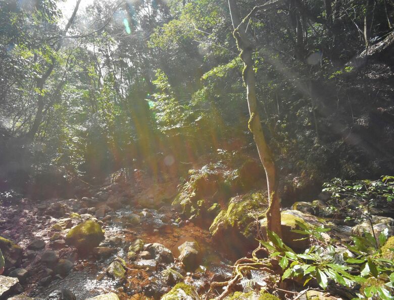 「青いワラジムシ」を見つけた有木川上流