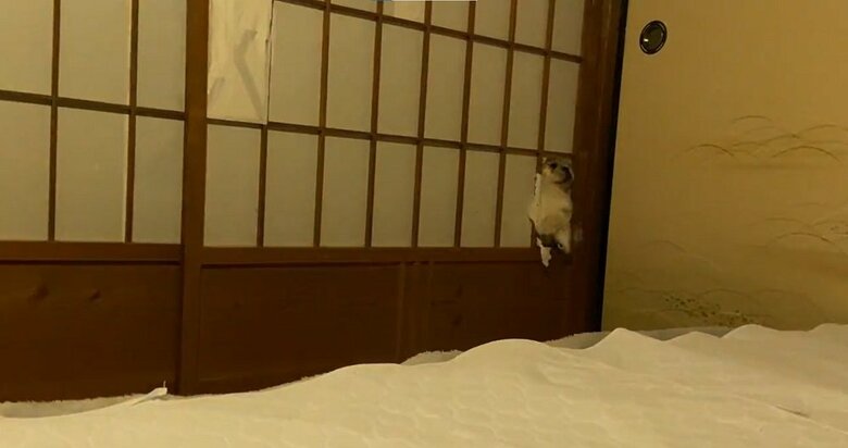音の正体が逃走