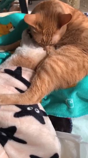 エンくんがシニアになってからのちまきくん（提供：エンとちぃさん）