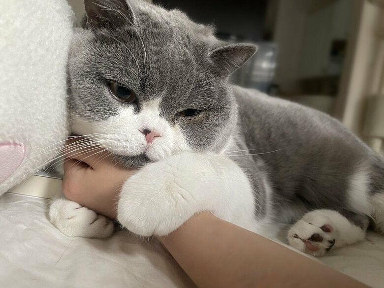飼い主さんの手をぎゅっ！（提供：八海山くんの飼い主さんTwitterアカウント）