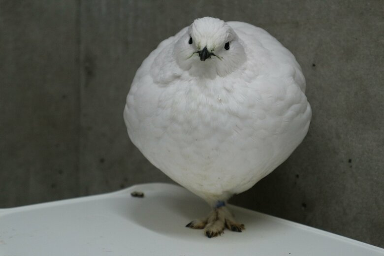 膨らんでいるメス・冬羽（提供：市立大町山岳博物館）