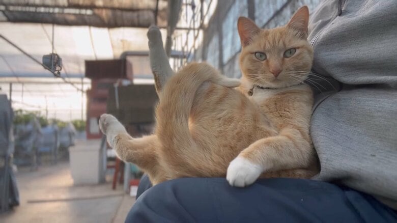 優雅に座るチャミちゃん