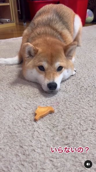 提供：柴犬ゆきちゃん