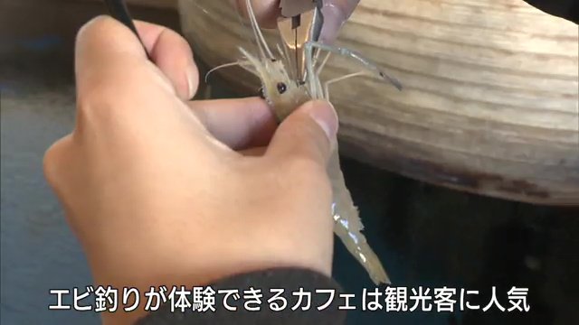 エビ養殖で観光の目玉に