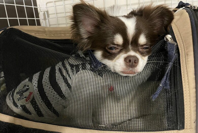 眠そうなお顔…