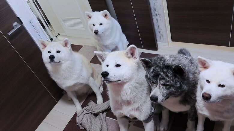 散歩待ちの状態