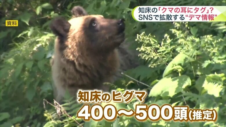 知床にはヒグマが400～500頭と推定される
