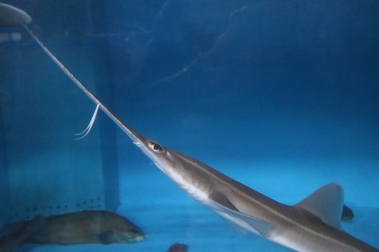 ノコギリの刃のような長い上あごが特徴　ヒゲもある