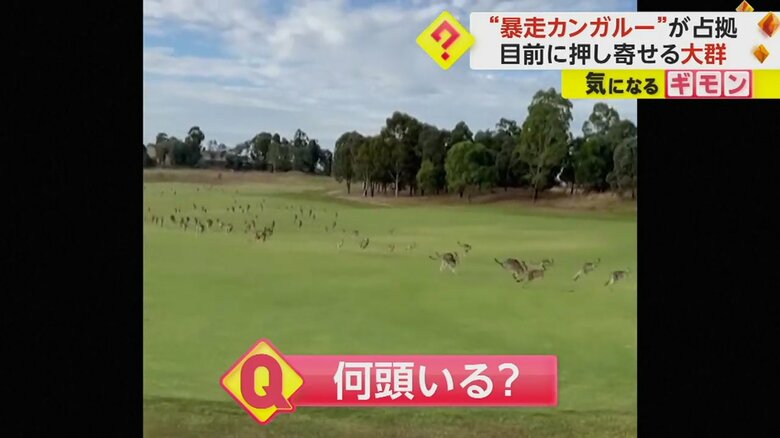 ゴルフ場を大暴走するカンガルーの大群②