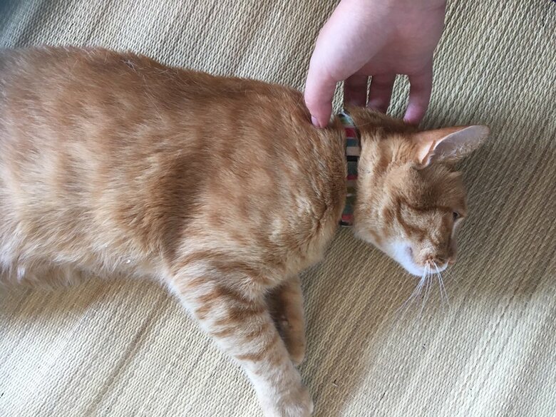 なでられて幸せそうな様子